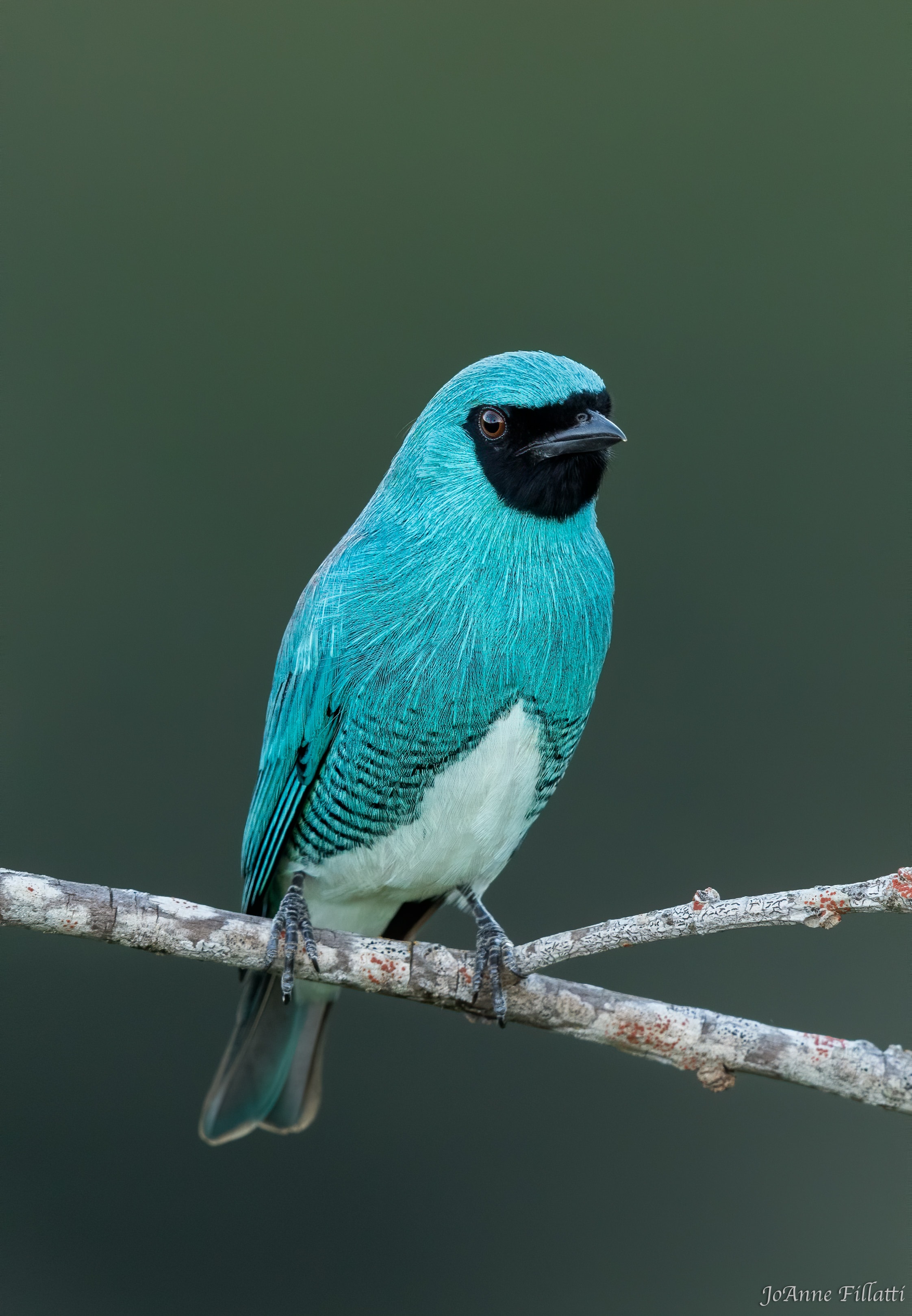 bird of brazil image 20